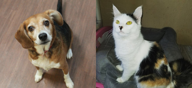 SHELTER SUNDAY: Meet Eli (beagle mix) and Riesling (calico cat)