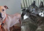 SHELTER SUNDAY: Meet Jax (pit bull mix) and Gia and Gemma (bonded gray cats)