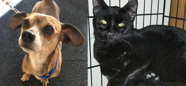 SHELTER SUNDAY: Meet Bacon (min pin mix) and Boo (black cat)