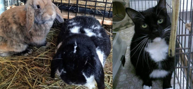 SHELTER SUNDAY: Meet Dilly and Spice (lop-eared rabbits) and Mouse (tuxedo cat)
