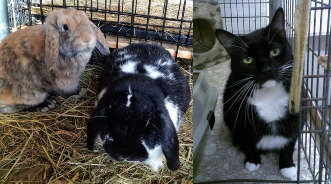 SHELTER SUNDAY: Meet Dilly and Spice (lop-eared rabbits) and Mouse (tuxedo cat)