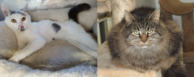 SHELTER SUNDAY: Meet Evelyn (white tabby cat) and Lidsy (long hair cat)