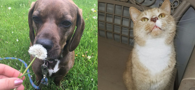 SHELTER SUNDAY: Meet Gracie (basset hound mix) and Dennis (orange tabby cat)