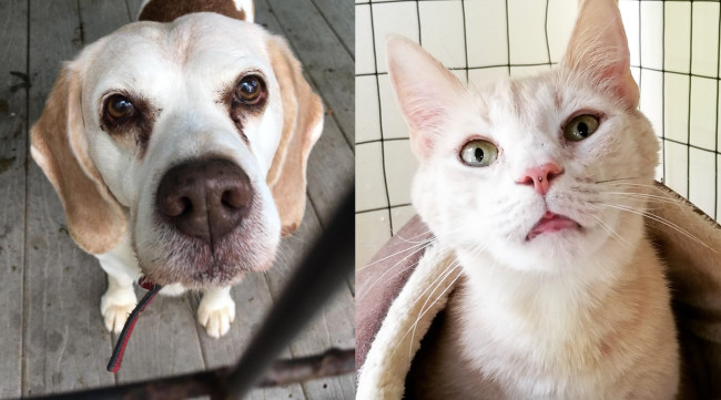 SHELTER SUNDAY: Meet Alvin (beagle) and Hank (orange and white tabby cat)