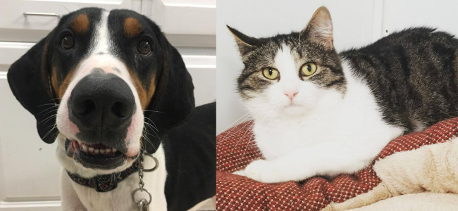 SHELTER SUNDAY: Meet Bo (coonhound) and Carmella (tabby cat)