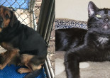 SHELTER SUNDAY: Meet Princess (Rottweiler mix) and Boo (black cat)