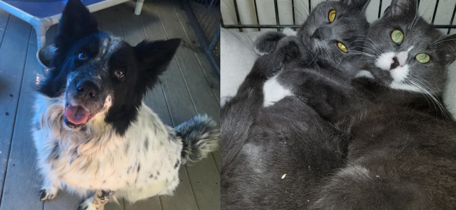 SHELTER SUNDAY: Meet Storm (collie mix) and Gia and Gemma (bonded gray cats)
