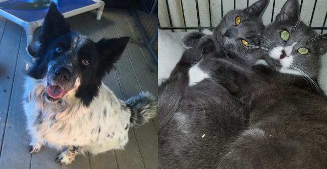SHELTER SUNDAY: Meet Storm (collie mix) and Gia and Gemma (bonded gray cats)