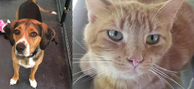 SHELTER SUNDAY: Meet CJ (beagle mix) and Stevie (orange tabby cat)