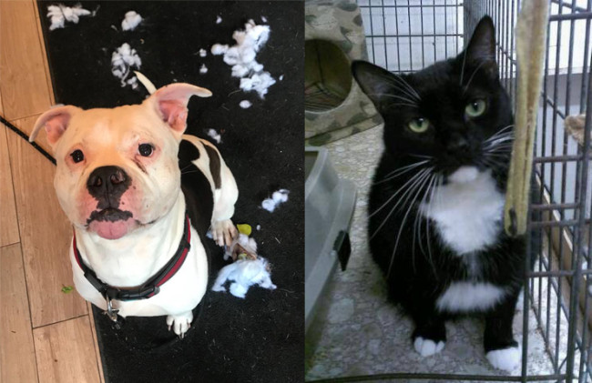 SHELTER SUNDAY: Meet Owen (American bulldog) and Mouse (tuxedo cat)