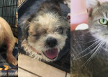 SHELTER SUNDAY: Meet Pappy and Candy (senior Shih Tzus) and Dale (gray tabby cat)