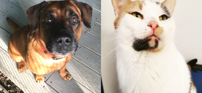 SHELTER SUNDAY: Meet Brownie (hound mix) and Sunshine (calico cat)