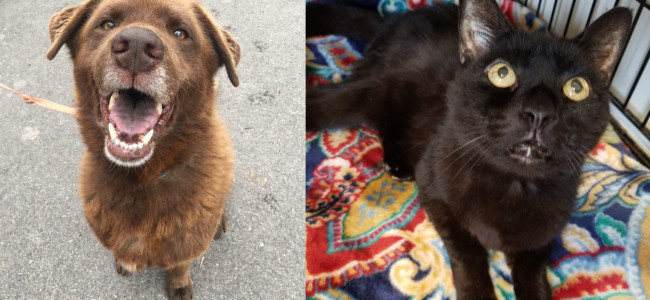 SHELTER SUNDAY: Meet Chocolate (Lab/chow chow mix) and Sampson (black cat)