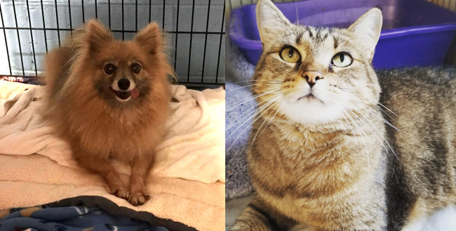 SHELTER SUNDAY: Meet Danielle (Pomeranian) and Tiny (tabby cat)