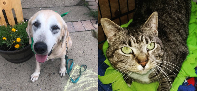 SHELTER SUNDAY: Meet Diesel (senior yellow Lab) and April (striped tabby cat)
