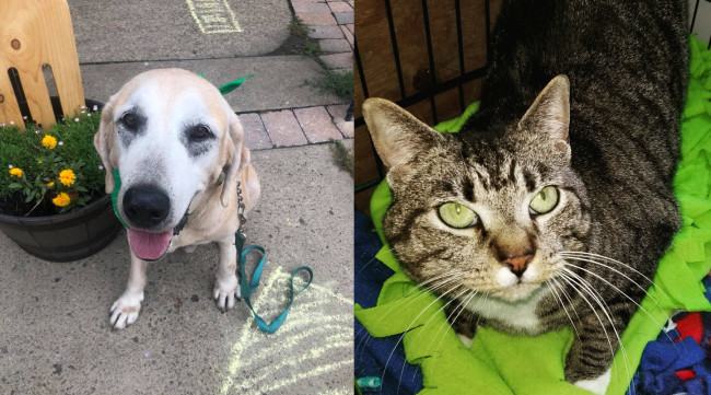 SHELTER SUNDAY: Meet Diesel (senior yellow Lab) and April (striped tabby cat)
