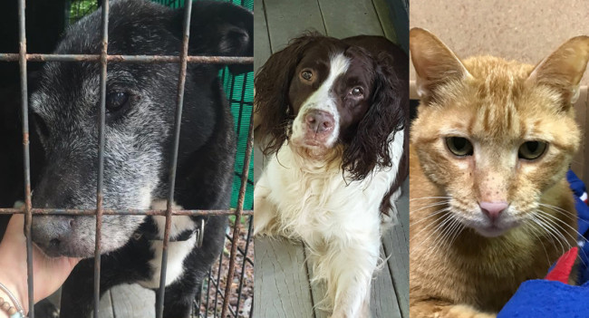 SHELTER SUNDAY: Meet Rudy and Buddy (Lab and springer spaniel) and Garth (orange tabby cat)