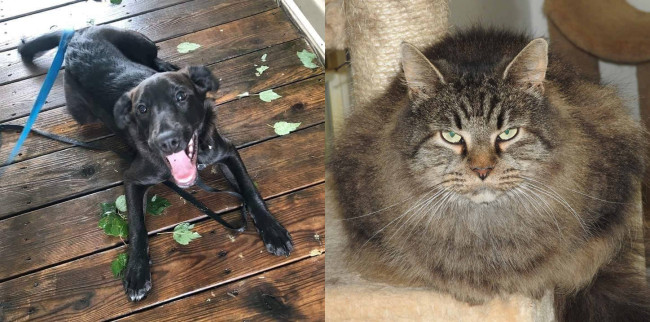 SHELTER SUNDAY: Meet Spirit (black Lab mix) and Lidsy (long hair cat)