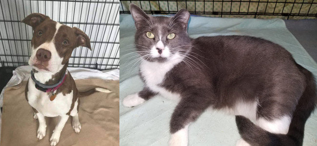 SHELTER SUNDAY: Meet Gracie (pit bull mix) and Jemma (gray and white cat)