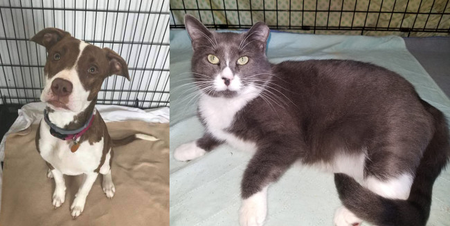 SHELTER SUNDAY: Meet Gracie (pit bull mix) and Jemma (gray and white cat)