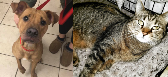 SHELTER SUNDAY: Meet Holly (Shar-Pei mix) and Tiny (striped tabby cat)