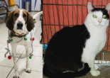 SHELTER SUNDAY: Meet Pete (coonhound) and Max (tuxedo cat)