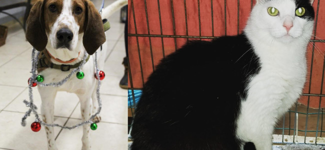 SHELTER SUNDAY: Meet Pete (coonhound) and Max (tuxedo cat)