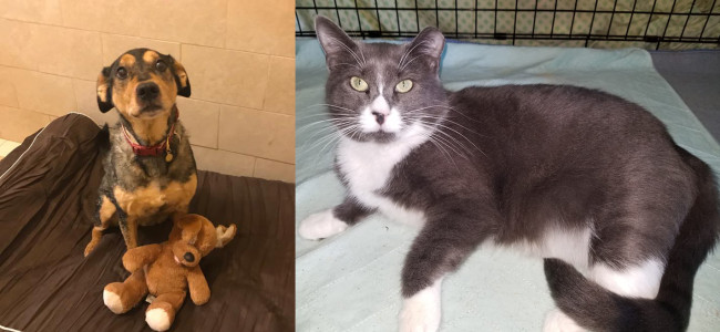 SHELTER SUNDAY: Meet Babe (cattle dog mix) and Jemma (gray and white cat)