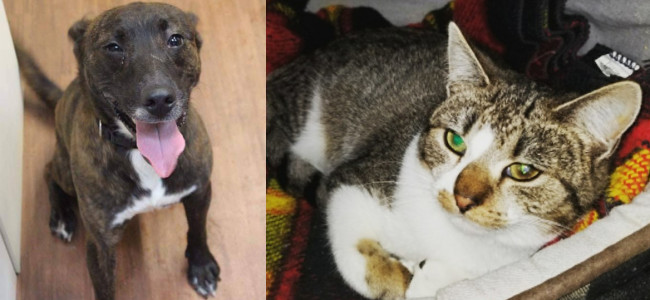 SHELTER SUNDAY: Meet Koda (brindle pit bull mix) and Holly (tabby cat)