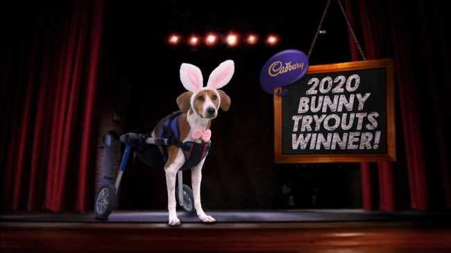 Enter your pet in Hershey’s Cadbury Bunny Tryouts to win a commercial appearance and $5,000