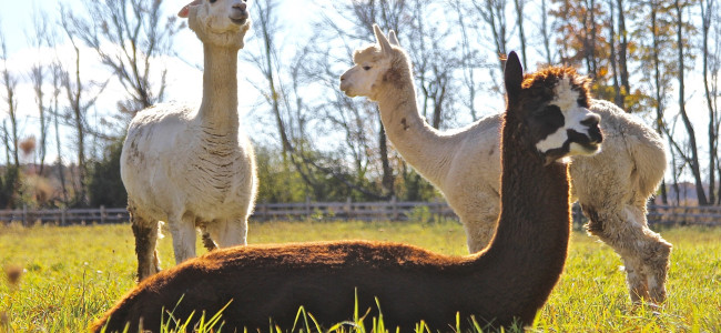 Indraloka Animal Sanctuary in Dalton hosts arts and crafts for all ages on March 7