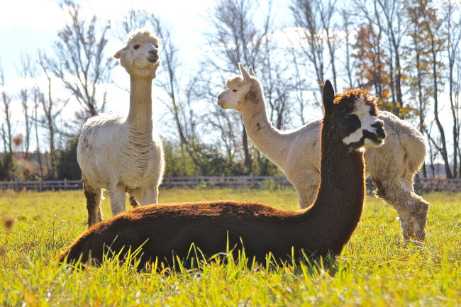Indraloka Animal Sanctuary in Dalton hosts arts and crafts for all ages on March 7