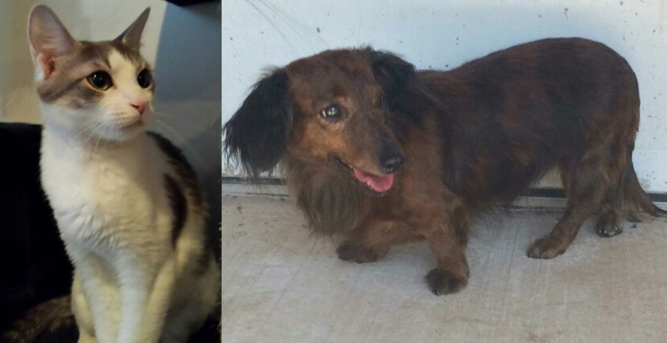 SHELTER SUNDAY: Meet Bella (long-haired dachshund) and Mamma Mia (white ...