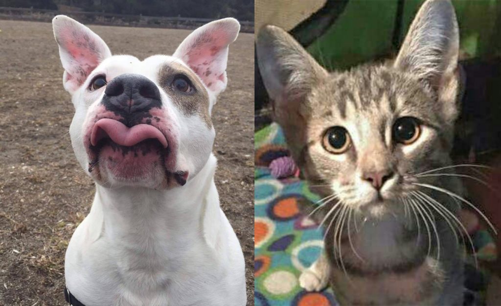 SHELTER SUNDAY Meet Hund (pit bull terrier) and Chloe (striped tabby